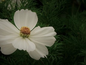 花卉结婚布置的魅力与海南现代花卉研究所的助力海南花卉协会